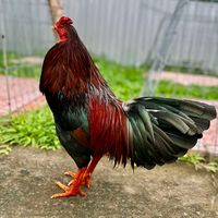 minhman77886