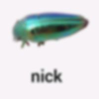 nick_chamomile