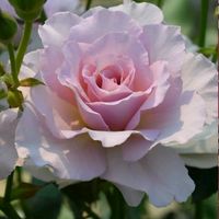 オリジナル楽曲 - milk🍀🌹