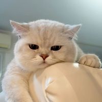 original sound - Kitcats