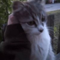 оригинальный звук
