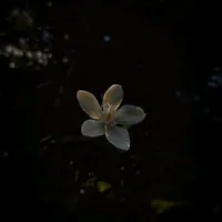 original sound - nurviyya_