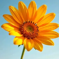 original sound - amonts0609