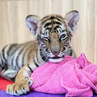 เสียงต้นฉบับ - Tiger Topia Zoo