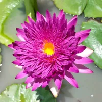 original sound - ah.vy14