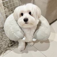 winter.maltese.dog