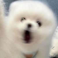 제 음원 아니에요ᅲ 오사금지