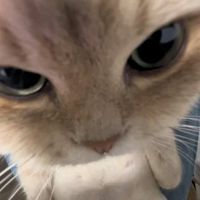kittycharmz.333