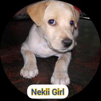 nekiigirl