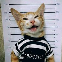 nologo_spiderscat