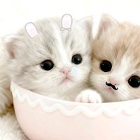 raivx_q