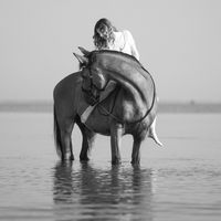 flythehorse_