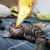 nhạc nền - Meow Meow