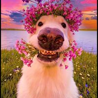 original sound - မြင်းခြံသားရှင်းရှင်း💜😝