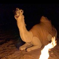 الصوت الأصلي