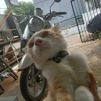 original sound - mouciel27