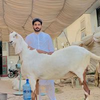 zubairrana28