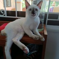 cat.vunpet2523