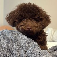 babymilo_poo