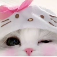 bao_boi_pett