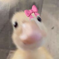 icatfishh