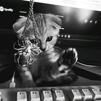 الصوت الأصلي