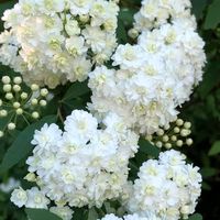 sopon.kumar71