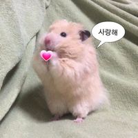 오리지널 사운드 - .
