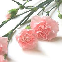 オリジナル楽曲 - 素材子