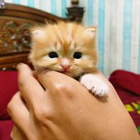 suara asli - RamaidoTV
