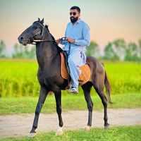 aqeelgondal991