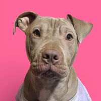 perla_pit