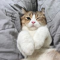 nhạc nền - Pao&Money