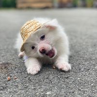 nhạc nền - Tiểu Mỡ Đáng Yêu