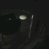 catnapb3stbuddys