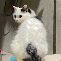 suara asli - luvi_comel2