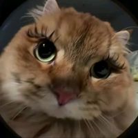 cece32914