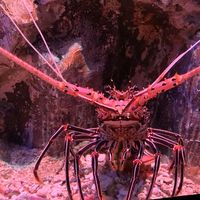 suara asli - powerrangerspd