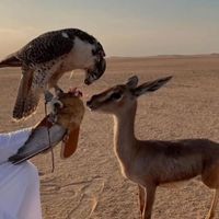 الصوت الأصلي