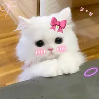 original sound - islamic__duniya485