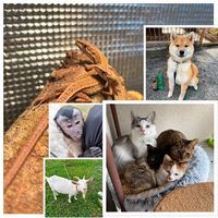 オリジナル楽曲 - 動物ファミリー🐒🦎🐈🐕🐐🐓(公式)