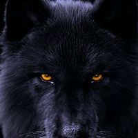 lone_2wolf