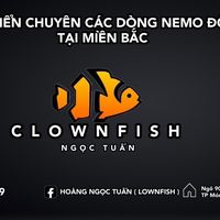 ngoctuanclownfish