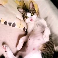 original sound - klm meow