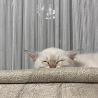 lilosbirpisi