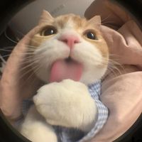 오리지널 사운드 - 노부코