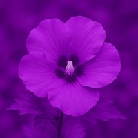 shazs693