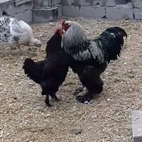 37horozahmet37