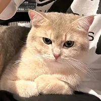 original sound - thinlaesan