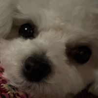 오리지널 사운드 - 채원맛 채린 ⸝⸝